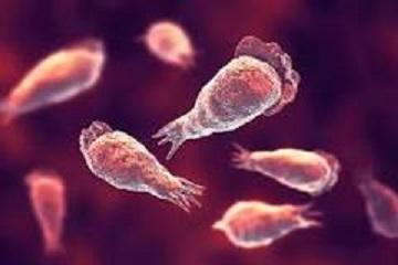 Amibe, être vivant unicellulaire.