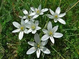 Ornithogalum.